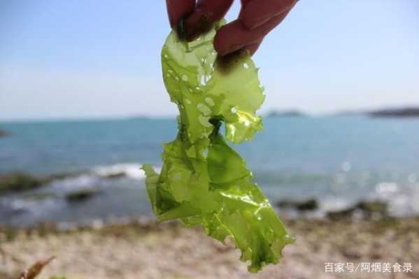 海苔如何成型,新鲜海苔长在哪里啊-第2张图片-厨房小当家 海苔如何成型,新鲜海苔长在哪里啊-第2张图片-厨房小当家