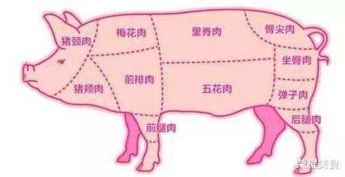 前槽肉是哪里（前槽后鞧怎么区分）-第1张图片-厨房小当家