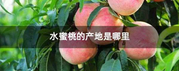 桃子产地在哪里(桃子产地在哪里?)-第3张图片-厨房小当家 桃子产地在哪里(桃子产地在哪里?)-第3张图片-厨房小当家