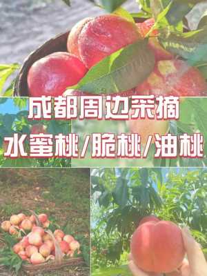 桃子产地在哪里(桃子产地在哪里?)-第1张图片-厨房小当家 桃子产地在哪里(桃子产地在哪里?)-第1张图片-厨房小当家