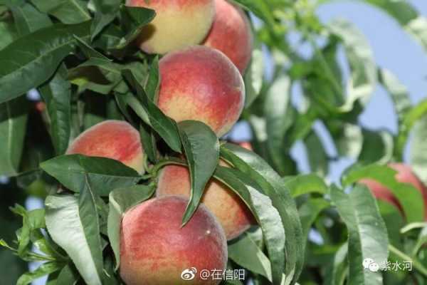 桃子产地在哪里(桃子产地在哪里?)-第2张图片-厨房小当家 桃子产地在哪里(桃子产地在哪里?)-第2张图片-厨房小当家