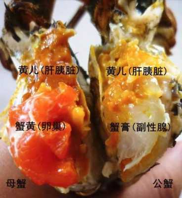 吃螃蟹蟹黄在哪里(螃蟹蟹黄在哪里?)-第3张图片-厨房小当家 吃螃蟹蟹黄在哪里(螃蟹蟹黄在哪里?)-第3张图片-厨房小当家