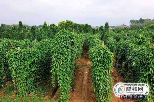 淮山长在哪里(山药的植物状态)-第3张图片-厨房小当家 淮山长在哪里(山药的植物状态)-第3张图片-厨房小当家