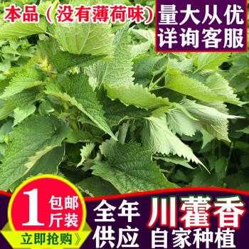 藿香叶哪里有卖(鲜藿香叶哪里有卖的)-第1张图片-厨房小当家 藿香叶哪里有卖(鲜藿香叶哪里有卖的)-第1张图片-厨房小当家