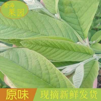 番石榴叶哪里买(番石榴叶什么时候采摘最好)-第1张图片-厨房小当家 番石榴叶哪里买(番石榴叶什么时候采摘最好)-第1张图片-厨房小当家