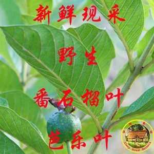 番石榴叶哪里买(番石榴叶什么时候采摘最好)-第3张图片-厨房小当家 番石榴叶哪里买(番石榴叶什么时候采摘最好)-第3张图片-厨房小当家