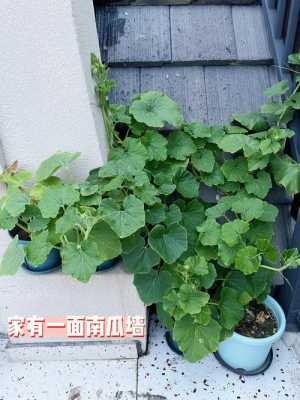 哪里可以买到南瓜藤（南瓜藤种子哪里有卖的）-第2张图片-厨房小当家