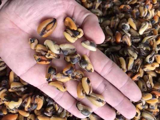 淡菜干哪里不能要(淡菜干哪里产的最好呢)-第1张图片-厨房小当家 淡菜干哪里不能要(淡菜干哪里产的最好呢)-第1张图片-厨房小当家