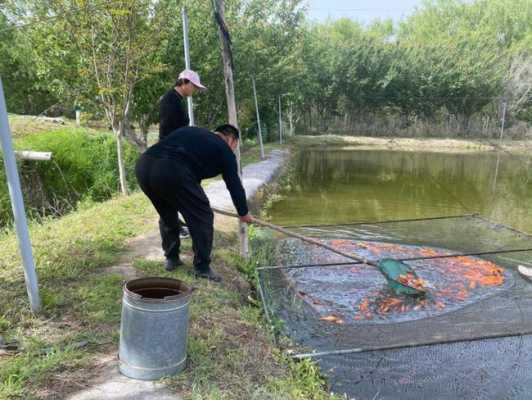 鳘鱼养殖成本和利润,青岛淡水鱼养殖场-第3张图片-厨房小当家 鳘鱼养殖成本和利润,青岛淡水鱼养殖场-第3张图片-厨房小当家