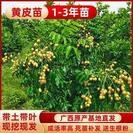 冰糖黄皮果树种植技术,哪里有冰糖黄皮苗卖啊-第3张图片-厨房小当家 冰糖黄皮果树种植技术,哪里有冰糖黄皮苗卖啊-第3张图片-厨房小当家