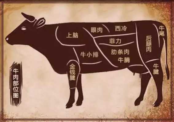 牛肉哪里比较好吃（牛肉哪个部位最好吃牛肉）-第3张图片-厨房小当家