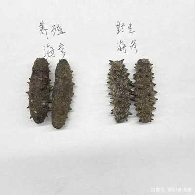 最好的海参产地在哪里(海参产地哪里比较好)-第2张图片-厨房小当家 最好的海参产地在哪里(海参产地哪里比较好)-第2张图片-厨房小当家