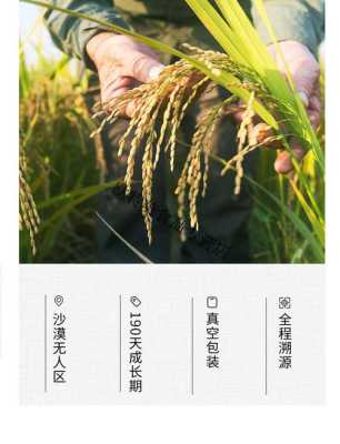 新疆哪里的大米最好吃(羊脂雪米好吃吗)-第2张图片-厨房小当家 新疆哪里的大米最好吃(羊脂雪米好吃吗)-第2张图片-厨房小当家