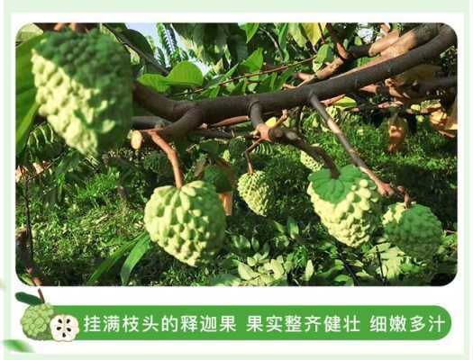 释迦果哪里产地好吃,释迦果哪里产的好吃又便宜-第1张图片-厨房小当家