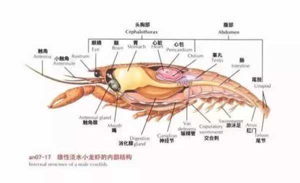 龙虾哪些部位能吃,小龙虾吃哪个地方-第3张图片-厨房小当家 龙虾哪些部位能吃,小龙虾吃哪个地方-第3张图片-厨房小当家