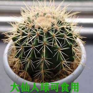 食用仙人球哪里有(仙人球可以食用吗)-第3张图片-厨房小当家 食用仙人球哪里有(仙人球可以食用吗)-第3张图片-厨房小当家