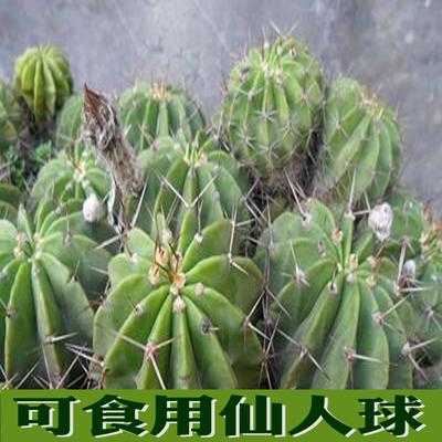 食用仙人球哪里有(仙人球可以食用吗)-第2张图片-厨房小当家 食用仙人球哪里有(仙人球可以食用吗)-第2张图片-厨房小当家