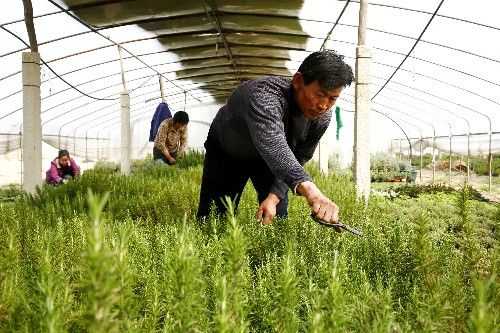 哪里有卖中华香草香水草香兰草七里香熏衣草西洋甘菊蚊净香草香蜂花藿香这些花草的种子,香草荚种子哪里能买到啊-第3张图片-厨房小当家 哪里有卖中华香草香水草香兰草七里香熏衣草西洋甘菊蚊净香草香蜂花藿香这些花草的种子,香草荚种子哪里能买到啊-第3张图片-厨房小当家