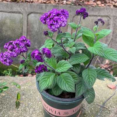 哪里有卖中华香草香水草香兰草七里香熏衣草西洋甘菊蚊净香草香蜂花藿香这些花草的种子,香草荚种子哪里能买到啊-第1张图片-厨房小当家 哪里有卖中华香草香水草香兰草七里香熏衣草西洋甘菊蚊净香草香蜂花藿香这些花草的种子,香草荚种子哪里能买到啊-第1张图片-厨房小当家