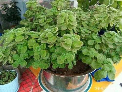 哪里有卖中华香草香水草香兰草七里香熏衣草西洋甘菊蚊净香草香蜂花藿香这些花草的种子,香草荚种子哪里能买到啊-第2张图片-厨房小当家 哪里有卖中华香草香水草香兰草七里香熏衣草西洋甘菊蚊净香草香蜂花藿香这些花草的种子,香草荚种子哪里能买到啊-第2张图片-厨房小当家
