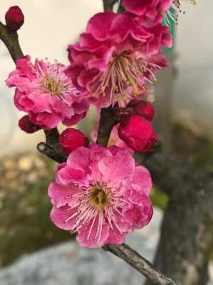无锡梅园公园门票多少,梅花饼是哪里的特产-第2张图片-厨房小当家 无锡梅园公园门票多少,梅花饼是哪里的特产-第2张图片-厨房小当家