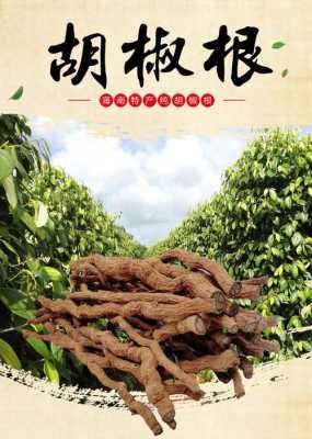 白胡椒树根哪里有卖(胡椒根能配什么煲汤)-第2张图片-厨房小当家 白胡椒树根哪里有卖(胡椒根能配什么煲汤)-第2张图片-厨房小当家