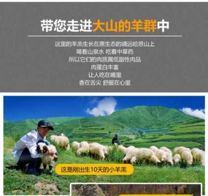 网上哪里买羊肉比较好(想在淘宝买羊肉,哪家最靠谱)-第1张图片-厨房小当家 网上哪里买羊肉比较好(想在淘宝买羊肉,哪家最靠谱)-第1张图片-厨房小当家