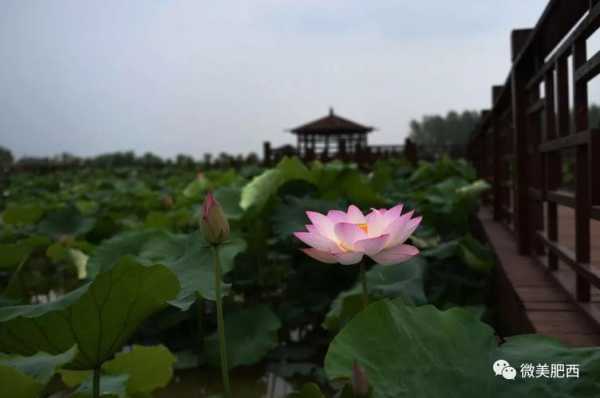 加盟百里荷香怎么样(沔阳湖在什么地方)-第2张图片-厨房小当家 加盟百里荷香怎么样(沔阳湖在什么地方)-第2张图片-厨房小当家