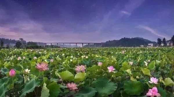加盟百里荷香怎么样(沔阳湖在什么地方)-第3张图片-厨房小当家 加盟百里荷香怎么样(沔阳湖在什么地方)-第3张图片-厨房小当家