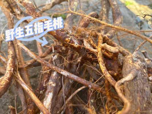 五指毛桃哪里好(五指毛桃哪里产的最好最正宗)-第1张图片-厨房小当家 五指毛桃哪里好(五指毛桃哪里产的最好最正宗)-第1张图片-厨房小当家