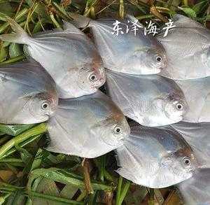 海昌鱼是哪里产的(白鲳鱼哪里产的好)-第1张图片-厨房小当家 海昌鱼是哪里产的(白鲳鱼哪里产的好)-第1张图片-厨房小当家