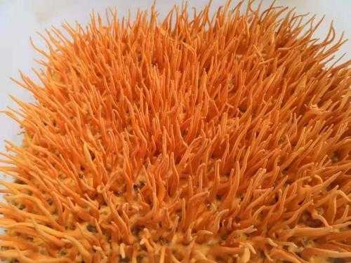 虫草花一般产自哪里(虫草花怎么来的)-第2张图片-厨房小当家 虫草花一般产自哪里(虫草花怎么来的)-第2张图片-厨房小当家