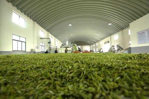 茶叶加工利润有多大,如创于茶的总部在哪里-第1张图片-厨房小当家 茶叶加工利润有多大,如创于茶的总部在哪里-第1张图片-厨房小当家