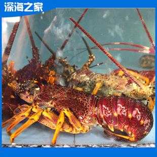 哪里有卖冷冻大龙虾的（澳龙直接冷冻还是冷藏）-第3张图片-厨房小当家