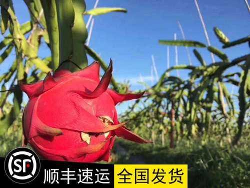 红心火龙果产地在哪里(火龙果哪里产地好)-第1张图片-厨房小当家 红心火龙果产地在哪里(火龙果哪里产地好)-第1张图片-厨房小当家