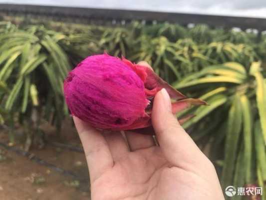 红心火龙果产地在哪里(火龙果哪里产地好)-第3张图片-厨房小当家 红心火龙果产地在哪里(火龙果哪里产地好)-第3张图片-厨房小当家