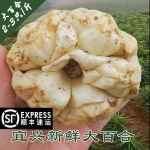 在哪里可以买到鲜百合(哪里能买到正宗的宜兴百合)-第1张图片-厨房小当家 在哪里可以买到鲜百合(哪里能买到正宗的宜兴百合)-第1张图片-厨房小当家