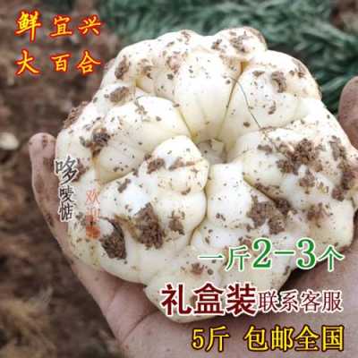 在哪里可以买到鲜百合(哪里能买到正宗的宜兴百合)-第2张图片-厨房小当家 在哪里可以买到鲜百合(哪里能买到正宗的宜兴百合)-第2张图片-厨房小当家