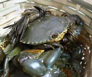 三门青蟹哪里卖,三门吃青蟹在哪家好吃-第3张图片-厨房小当家