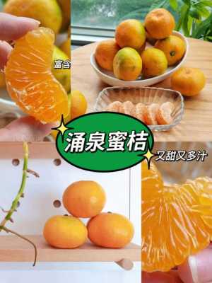 蜜桔哪里好吃(蜜桔哪里好吃又甜)-第2张图片-厨房小当家 蜜桔哪里好吃(蜜桔哪里好吃又甜)-第2张图片-厨房小当家
