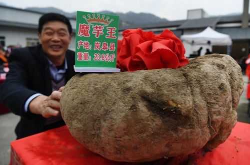 中国魔芋需求量最大的省是哪个省,魔芋哪里最好吃-第3张图片-厨房小当家 中国魔芋需求量最大的省是哪个省,魔芋哪里最好吃-第3张图片-厨房小当家