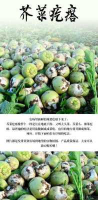 芥菜疙瘩哪里买(芥菜疙瘩哪里能买到)-第1张图片-厨房小当家 芥菜疙瘩哪里买(芥菜疙瘩哪里能买到)-第1张图片-厨房小当家