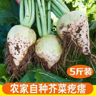 芥菜疙瘩哪里买(芥菜疙瘩哪里能买到)-第3张图片-厨房小当家 芥菜疙瘩哪里买(芥菜疙瘩哪里能买到)-第3张图片-厨房小当家