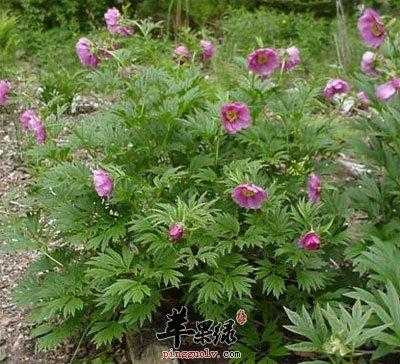 细叶芍药哪里有,赤芍哪里的好吃-第2张图片-厨房小当家