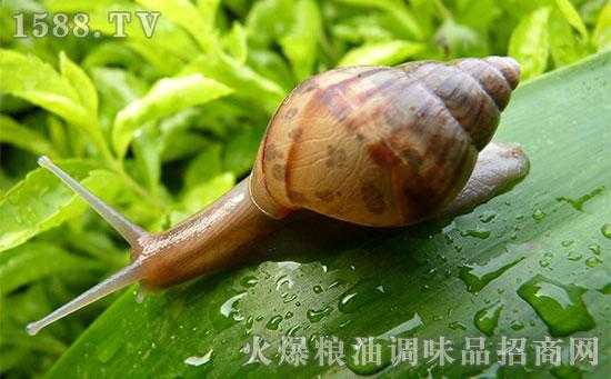 深沟东风螺产自哪里,东风螺产地分布-第2张图片-厨房小当家