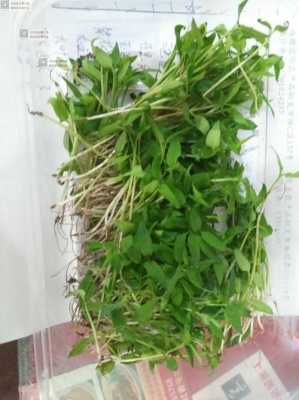 苜蓿芽哪里买(什么季节有苜蓿)-第2张图片-厨房小当家 苜蓿芽哪里买(什么季节有苜蓿)-第2张图片-厨房小当家