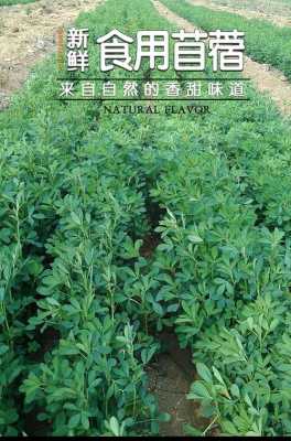 苜蓿芽哪里买(什么季节有苜蓿)-第3张图片-厨房小当家 苜蓿芽哪里买(什么季节有苜蓿)-第3张图片-厨房小当家