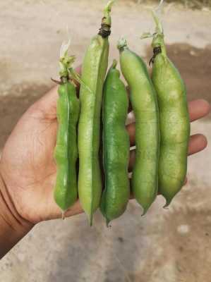 什么品种蚕豆最好吃,哪里的蚕豆好吃又便宜-第3张图片-厨房小当家 什么品种蚕豆最好吃,哪里的蚕豆好吃又便宜-第3张图片-厨房小当家