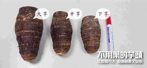 大甲芋头哪里买(大甲芋头哪里买)-第3张图片-厨房小当家 大甲芋头哪里买(大甲芋头哪里买)-第3张图片-厨房小当家