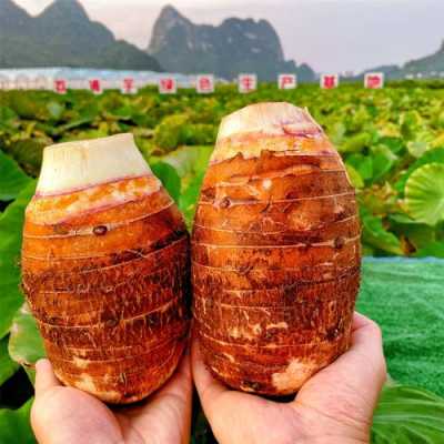 荔浦芋头哪里产(荔浦芋头哪里产地最好)-第1张图片-厨房小当家 荔浦芋头哪里产(荔浦芋头哪里产地最好)-第1张图片-厨房小当家